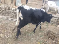 İnek, Sığır — foto 6