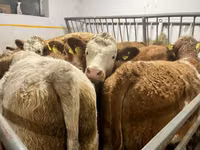 母牛, Simmental cattle — 照片 1