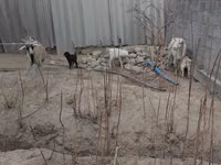 Cabra, Cabras — foto 4