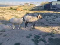 Qoç, Arabi sheep — foto 2