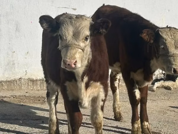 母牛, Simmental cattle