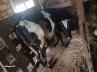 Vaca, Russian Black pied cattle — foto 5