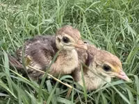 Guinea fowl — الصورة 4