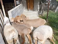 Oveja, Arashan sheep — foto 3