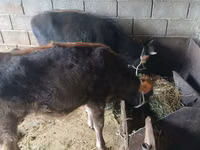 Vaca, Ganado vacuno — foto 6