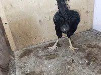 Chickens — foto 5