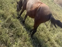 Kobyła, Horse breed — zdjęcie 7