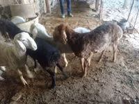 ვერძი, Rhon sheep — ფოტო 3