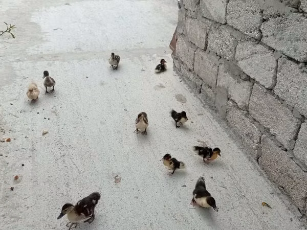 Ducks
