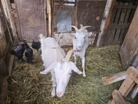 Dişi keçi, Saanen goat — foto 2