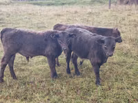Býk, Gallowayská kráva — foto 2