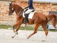 At, Friesian sport horse — foto 5