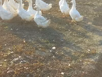 Ducks — foto 4