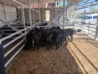 Bélier, Moutons — photo 2