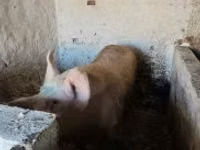 Boar, Pigs — photo 3