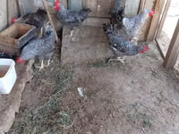 Gallina eslovena barrada — foto 6