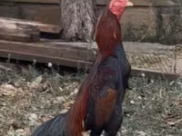 Chickens — zdjęcie 1