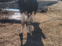 雌牛, Russian Black pied cattle — 写真 6