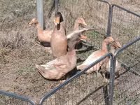 ऑर्पिंग्टन — फ़ोटो 3