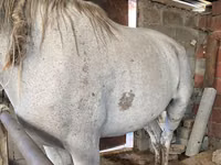 母马, Horses — 照片 6