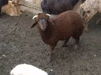 Ovce (šarže, pohlaví neuvedeno), Red Karaman sheep — foto 1