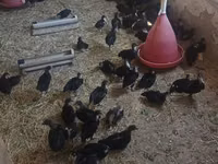 Australorp — foto 2