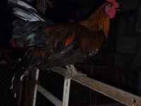 Chickens — zdjęcie 3
