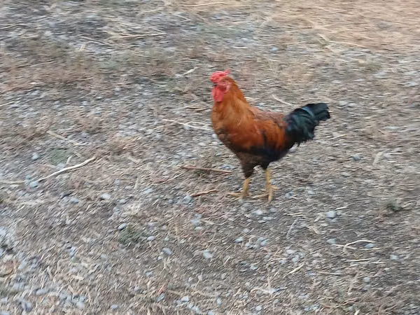 Chickens