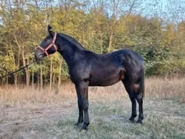 குதிரை, Nonius horse