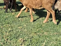 Moutons (lot, sexe non indiqué), Moutons — photo 1