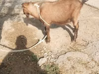 Cabra, Alpine goat — foto 2
