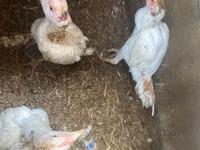 Chickens — Foto 6