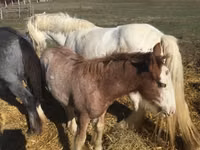 Cavalo, Gypsy horse — foto 3