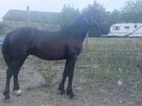 Айғыр, Friesian — 2-сурет