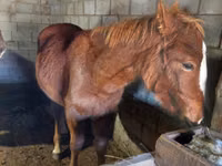 Cavalo, Vladimir heavy draft — foto 4