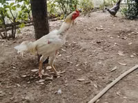 Chickens — foto 2