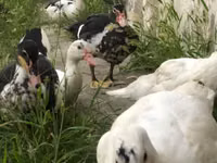 Ducks — foto 3