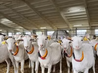 Cabra, Saanen goat — foto 7