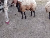 Oveja, Ovejas — foto 4