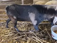 ஆண் வெள்ளாடு, Nubian Goat — புகைப்படம் 2