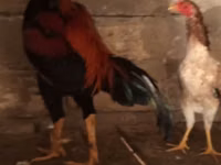 Chickens — foto 2