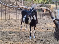 Keçi, Toggenburg goat — foto 8