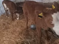 Vache, Simmental cattle — photo 2