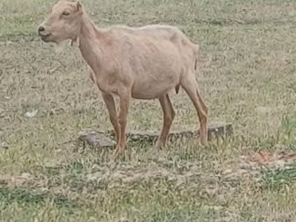 თხა, Alpine goat