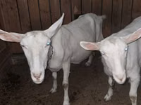 Dişi keçi, Saanen goat — foto 4