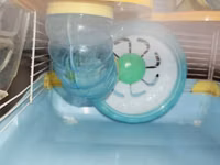 Dəbilqəli hamster üçün çoxmərtəbəli qəfəs dəsti - Rənglər: açıq mavi — foto 3