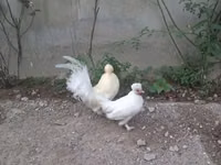 Japanisches Bantam — Foto 1