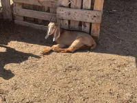 Koza, Nubian Goat — foto 6