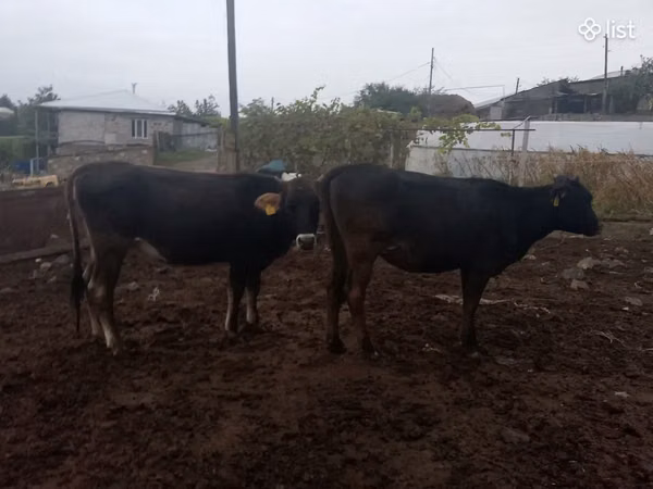 Vache, Bovins