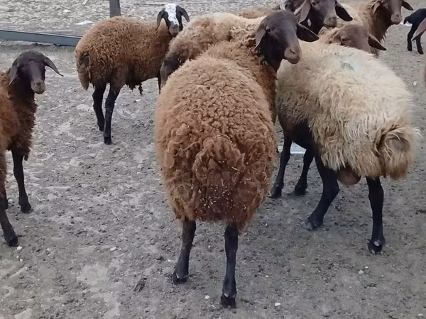 Bélier, Karakul sheep